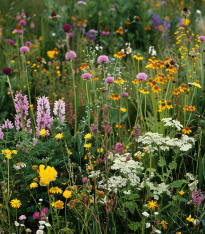 Suchá stráňka - Planta Naturalis - luční směs - 40 g