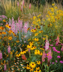Žlutá louka Dukátková - Planta Naturalis - luční směs - 10 g