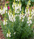 Hledík větší bílý - Antirrhinum majus - semena - 35 ks