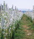 Stračka bílá - Delphinium consolida - semena - 100 ks