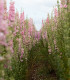 Stračka Qis Rose - Delphinium consolida - semena - 100 ks