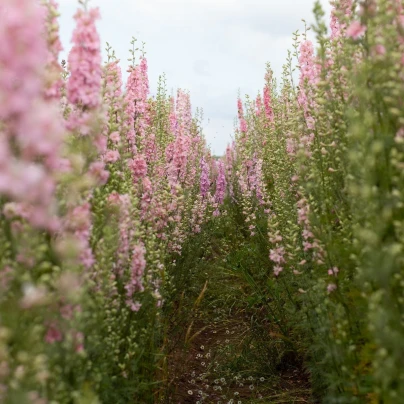 Stračka Qis Rose - Delphinium consolida - semena - 100 ks