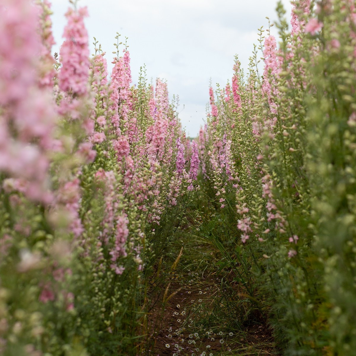 Stračka Qis Rose - Delphinium consolida - semena - 100 ks