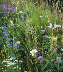 Kopretinová louka - Planta Naturalis - luční směs - 40 g