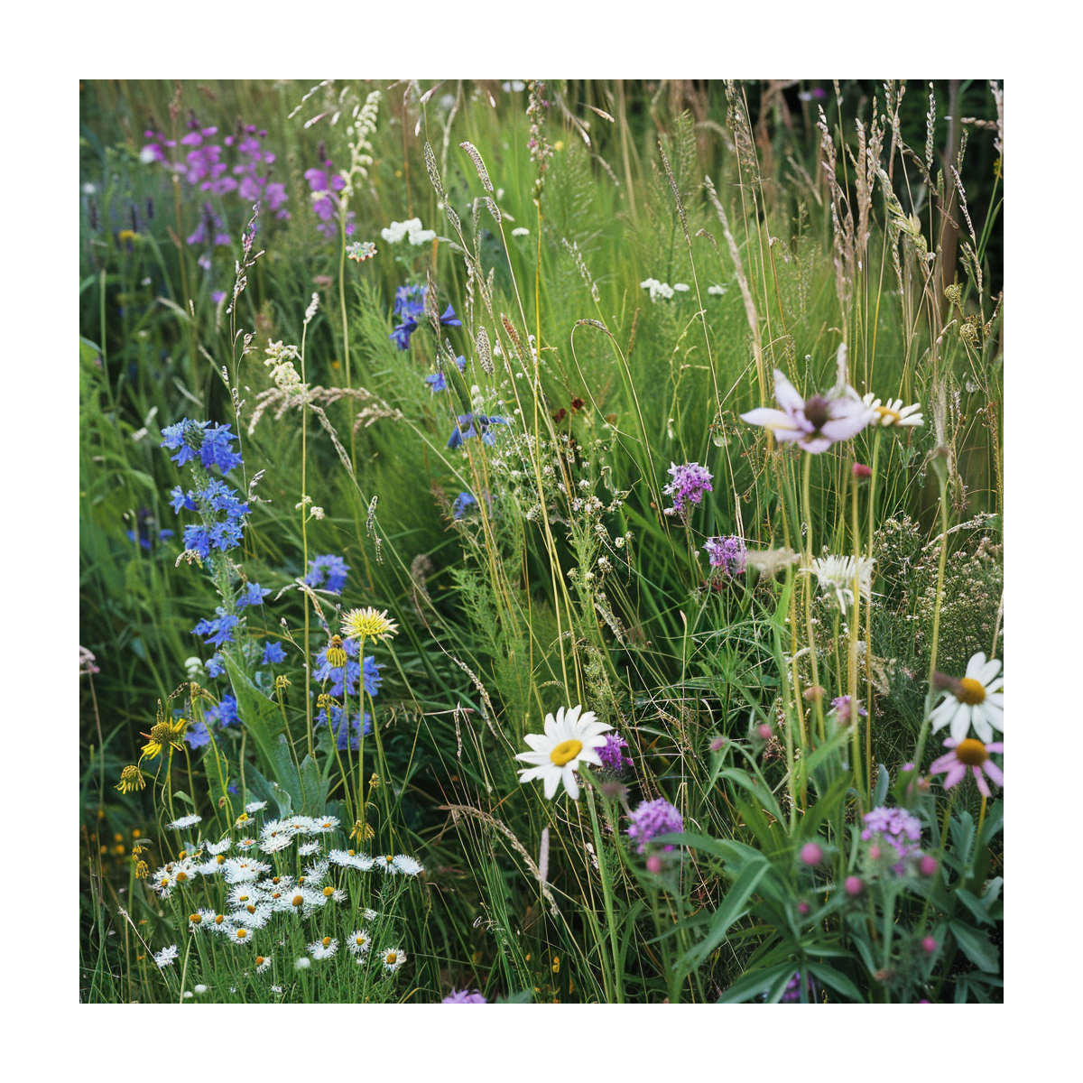 Kopretinová louka - Planta Naturalis - luční směs - 40 g