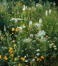 Bílá louka krajková - Planta Naturalis - luční směs - 40 g