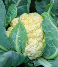 Semena květáku – Květák raný Igloory – Brassica oleracea