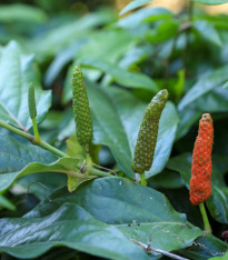 Pepř dlouhý - Piper longum - semena - 10 ks