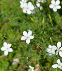Hvozdík kropenatý bílý - Dianthus deltoides - semena - 100 ks