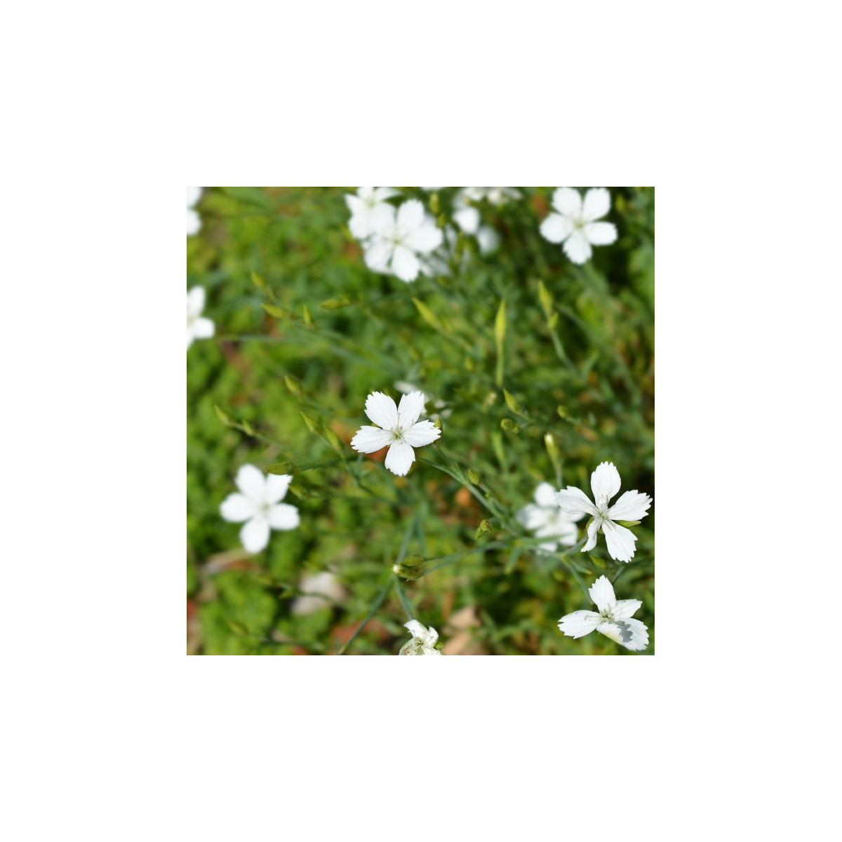 Hvozdík kropenatý bílý - Dianthus deltoides - semena - 100 ks