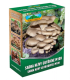 Hlíva ústřičná - Pleurotus ostreatus - sadba - 250 ml