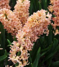 Hyacint Odysseus - Hyacinthus - cibuloviny - 1 ks