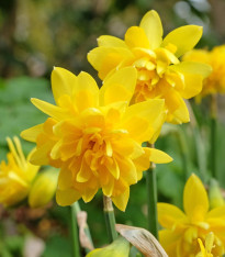 Narcis Tete Deluxe - Narcissus - cibuloviny - 3 ks