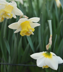 Narcis Popeye - Narcissus - cibuloviny - 3 ks
