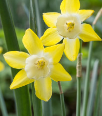 Narcis Hillstar - Narcissus - cibuloviny - 3 ks