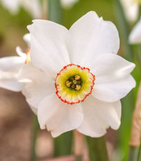 Narcis Dreamlight - Narcissus - cibuloviny - 3 ks