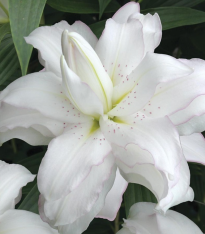 Lilie Lotus Beauty - Lilium - cibuloviny - 1 ks