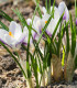 Krokus Blue Bird - Crocus chrysanthus - cibuloviny - 3 ks