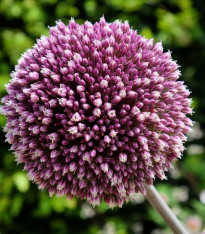 Česnek Summer Drummer - Allium - cibuloviny - 3 ks