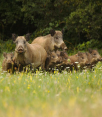 Krmná směs pro divokou zvěř - Kiepenkerl - luční směs - 1,5 kg