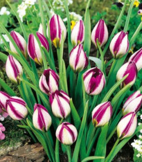 Tulipán Persian Pearl - Tulipa humilis - cibuloviny - 3 ks