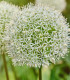 Česnek White Giant - Allium - cibuloviny - 1 ks