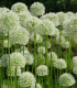 Česnek White Giant - Allium - cibuloviny - 1 ks