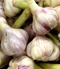 Sadbový česnek Skalka - Allium sativum - paličák - 1 balení