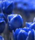 Tulipán Triumph Blue - Tulipa - cibuloviny - 3 ks