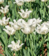 Tulipán Liberstar White - Tulipa - cibuloviny - 3 ks