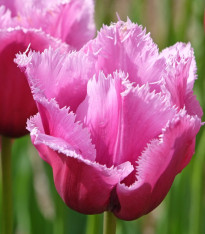 Tulipán Louvre - Tulipa - cibuloviny - 3 ks