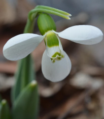 Sněženka Polar Bear - Galanthus elwesii - cibuloviny - 3 ks