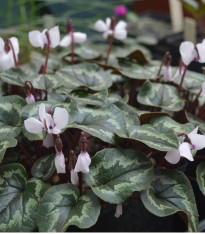 Brambořík bílý - Cyclamen coum album - cibuloviny - 1 ks