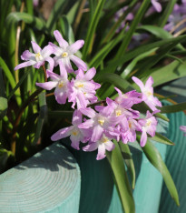 Ladonička Pink Giant - Chionodoxa forbesii - cibuloviny - 5 ks