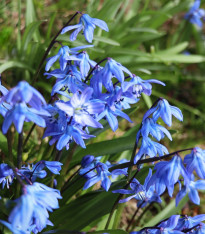 Ladoňka dvoulistá modrá - Scilla bifolia blue - cibuloviny - 3 ks