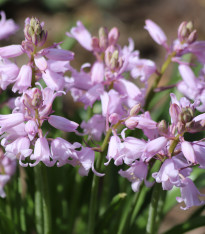 Ladoňka zvonkovitá růžová - Scilla campanulata - cibuloviny - 3 ks