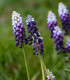 Modřenec Grape Ice - Muscari - cibuloviny - 5 ks