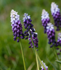 Modřenec Grape Ice - Muscari - cibuloviny - 5 ks