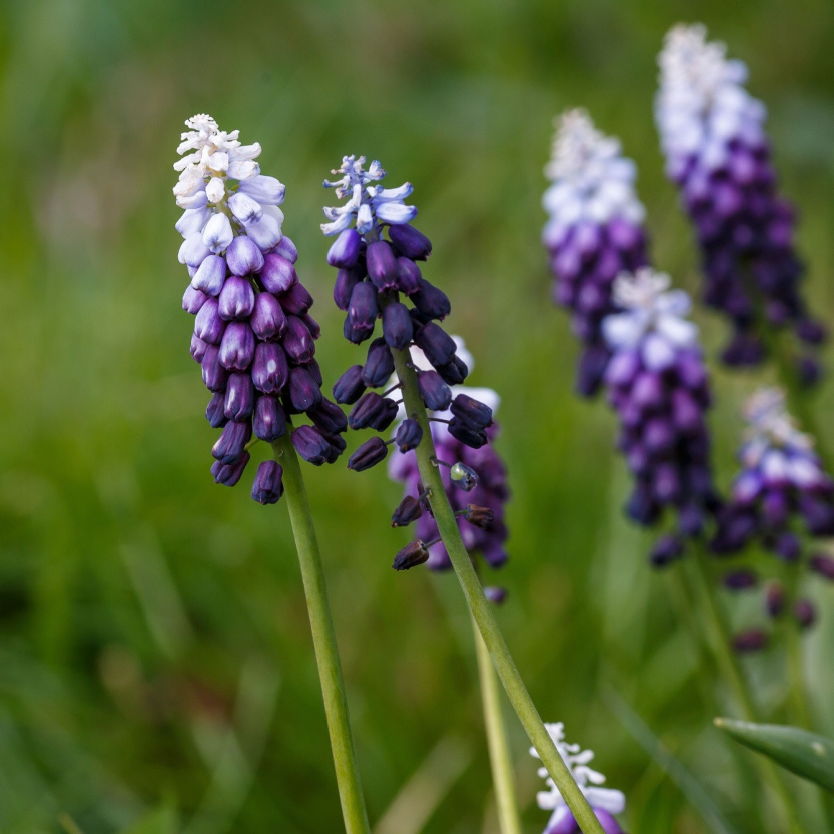 Modřenec Grape Ice - Muscari - cibuloviny - 5 ks