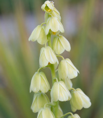 Řebčík perský bílý - Fritillaria persica - cibuloviny - 1 ks