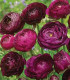 Pryskyřník plnokvětý Tomer Purple - Ranunculus asiaticus - cibuloviny - 3 ks