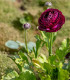 Pryskyřník plnokvětý Tomer Purple - Ranunculus asiaticus - cibuloviny - 3 ks