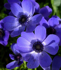 Sasanka Mr. Fokker - Anemone coronaria - cibuloviny - 3 ks