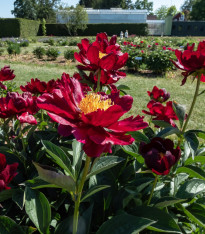 Pivoňka Patio Moscow - Paeonia lactiflora - cibuloviny - 1 ks