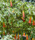 Durman krvavý - Brugmansia sanguinea - semena - 7 ks