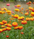 Smil listenatý oranžový - Helichrysum bracteatum - semena - 400 ks