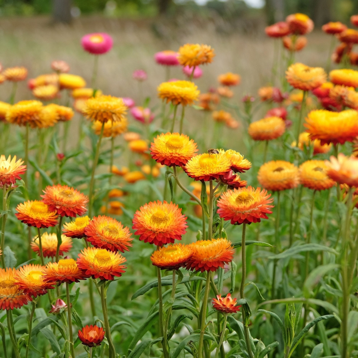 Smil listenatý oranžový - Helichrysum bracteatum - semena - 400 ks