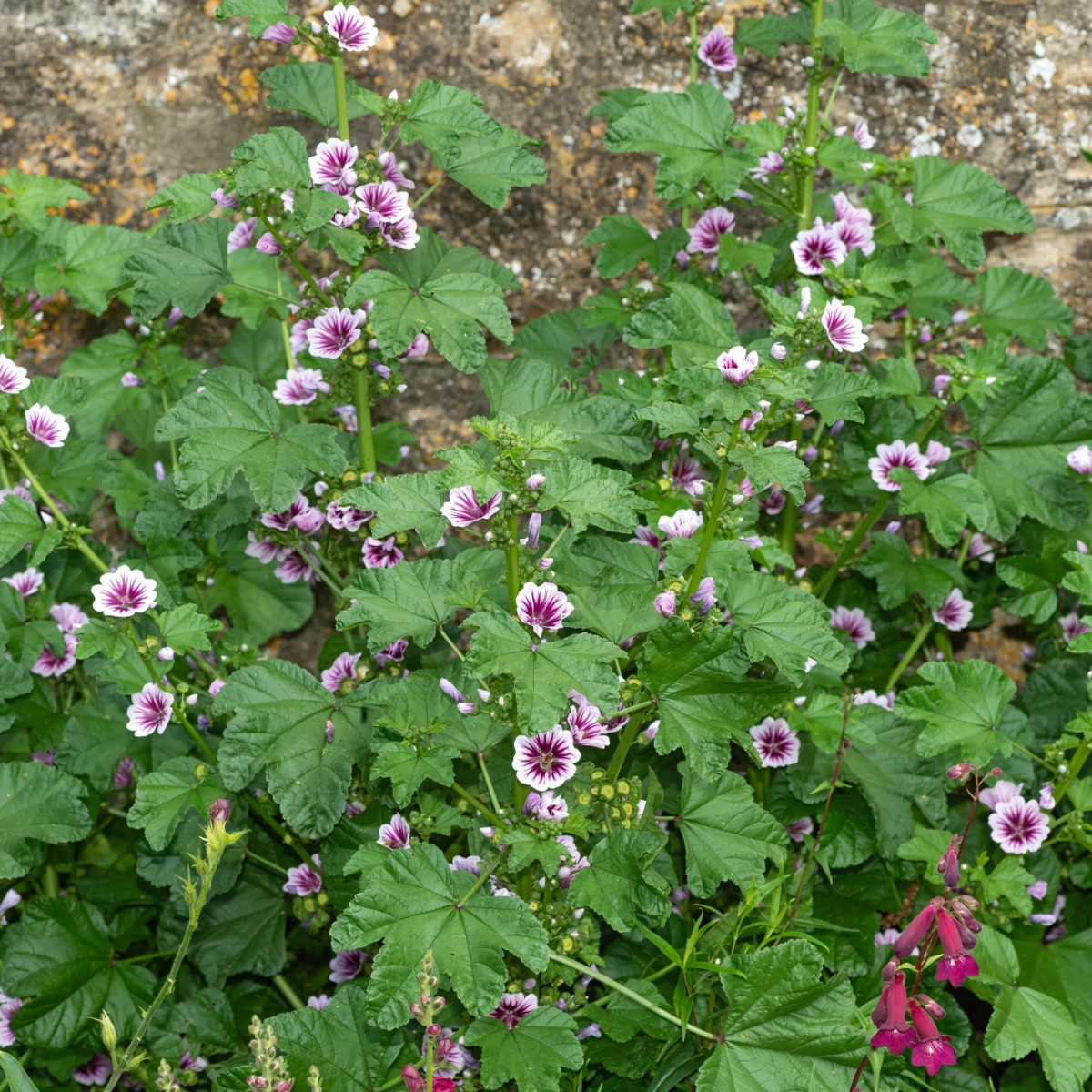 Sléz lesní Zebrina - Malva sylvestris - semena - 50 ks