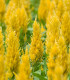 Nevadlec žlutý - Celosia plumosa - semena - 50 ks