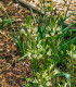 Ladoník bílý - Camassia alba - cibuloviny - 2 ks